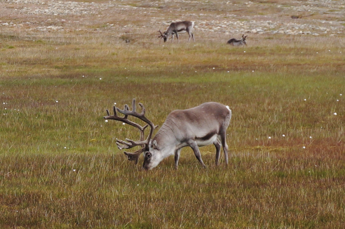 Svalbard