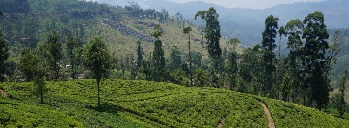 Magnifique Sri Lanka