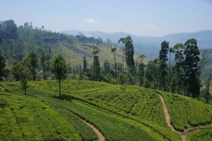 Magnifique Sri Lanka