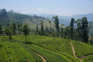 Magnifique Sri Lanka