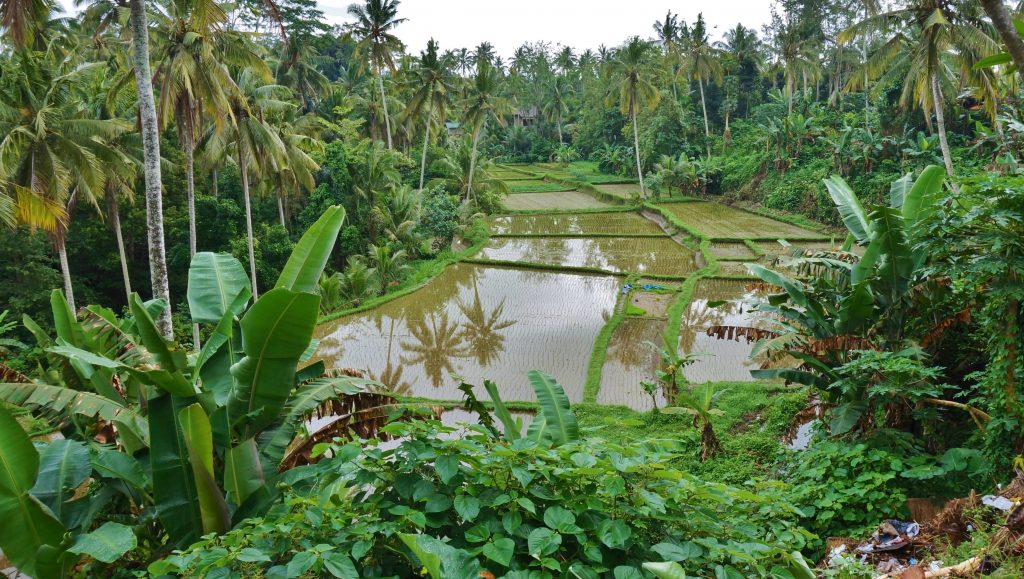 Indonésie, Bali, ubud, rizière