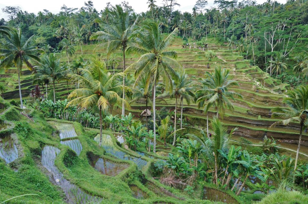 Indonésie, bali, Tegallalang