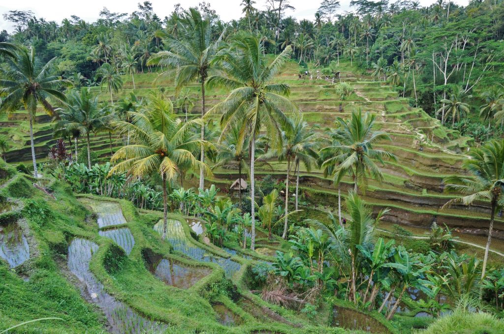 Indonésie, bali, Tegallalang