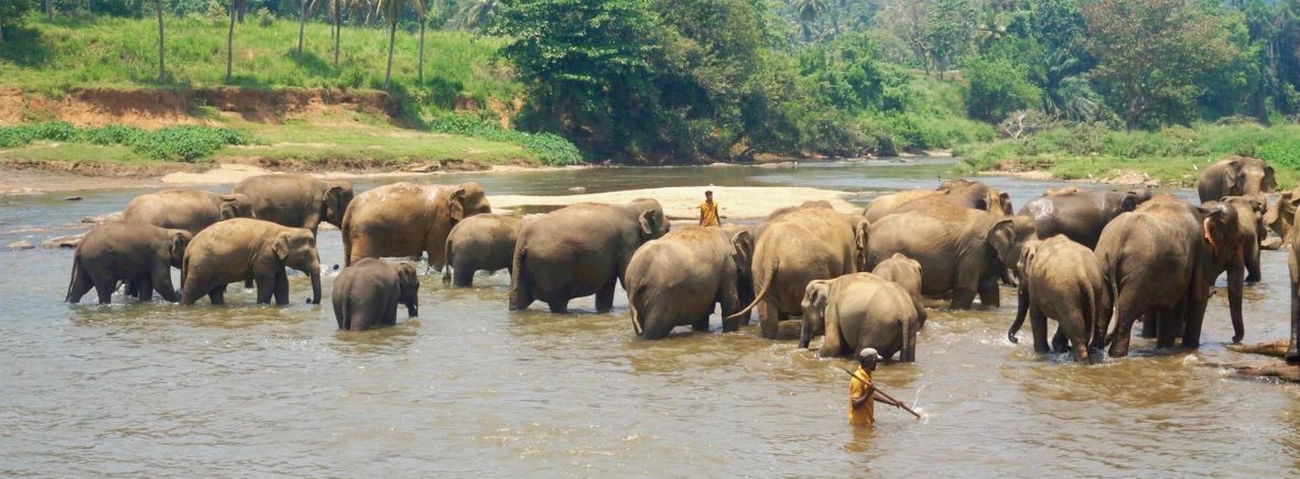 pinnawala orphelinat éléphants sri lanka