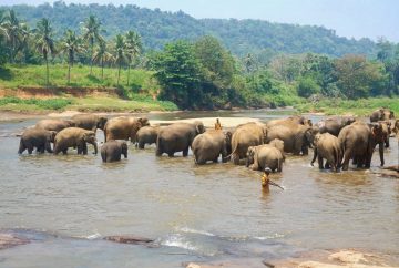 pinnawala orphelinat éléphants sri lanka