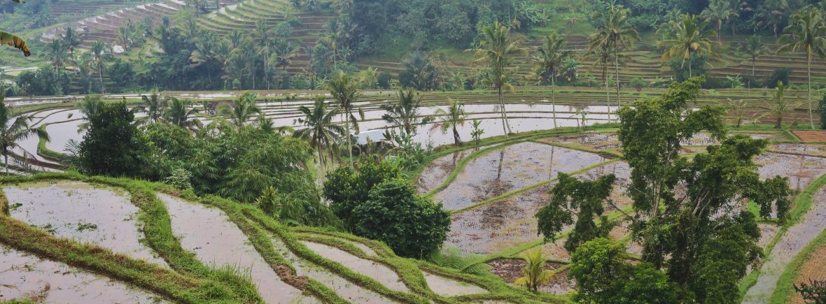 indonésie,bali, rizière Jatilluwih