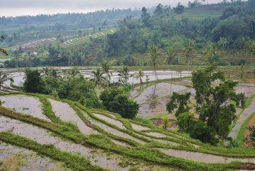 indonésie,bali, rizière Jatilluwih