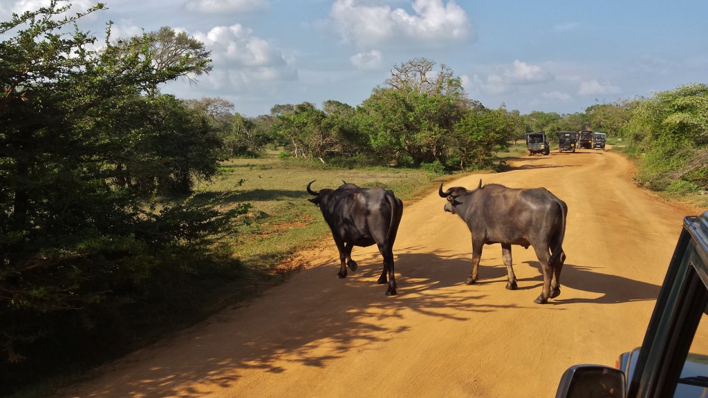 Safari sri lanka