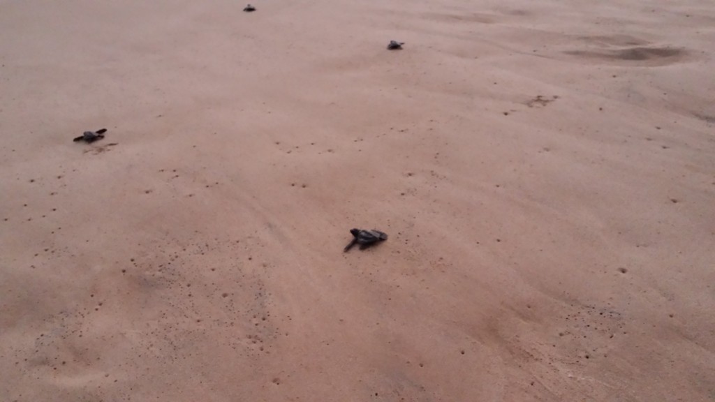 ferme de tortues sri lanka