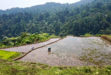 rizières, bogor, indonésie, java