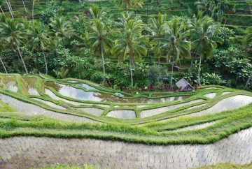 Bali - Tegallalang - indonésie