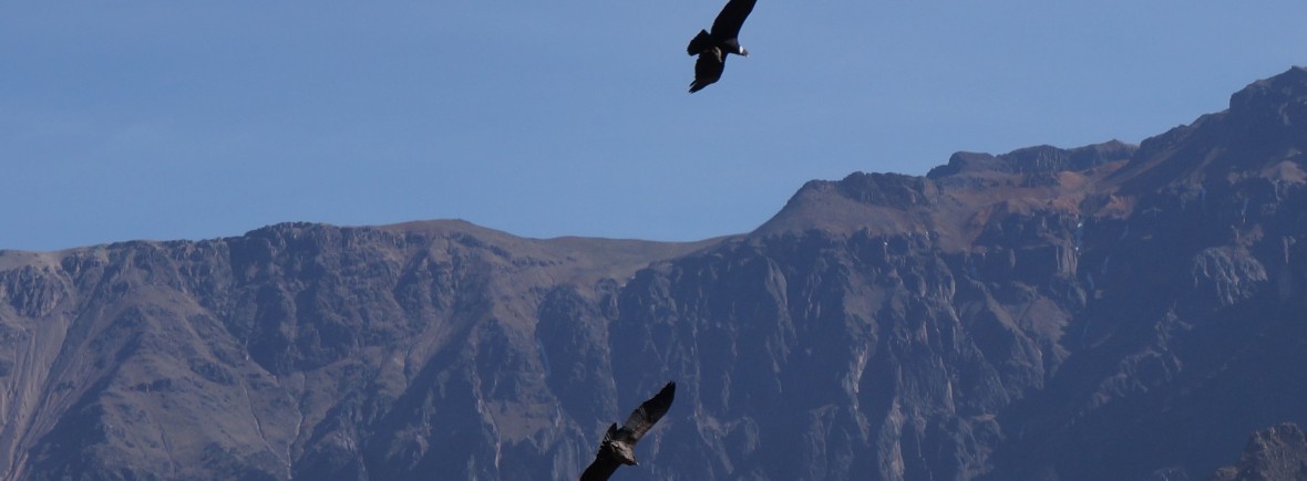 Canyon del Colca Pérou