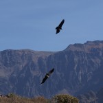 AMÉRIQUE DU SUD AMÉRIQUE DU SUD