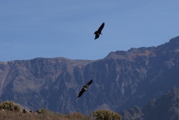 Canyon del Colca Pérou