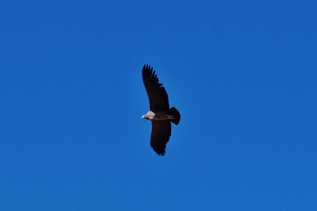 Condor Canyon del colca