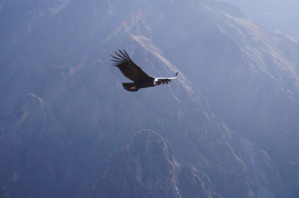 Canyon del colca