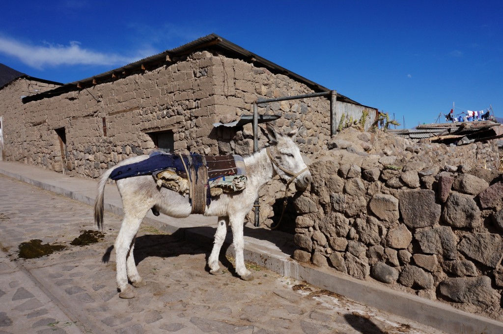 canyon del colca