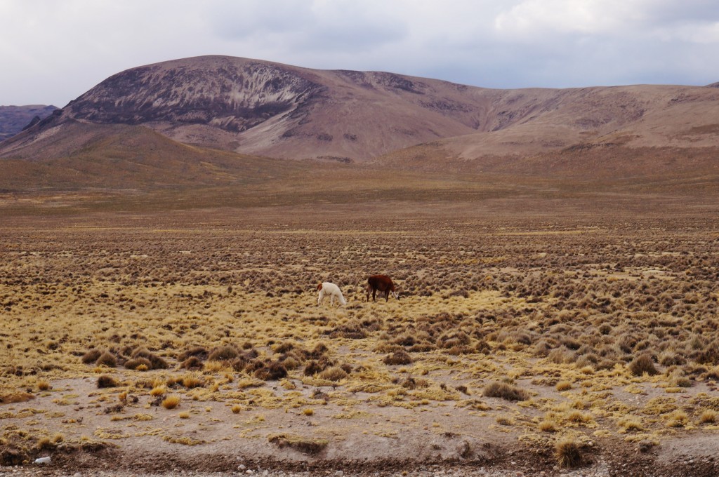 Canyon del colca