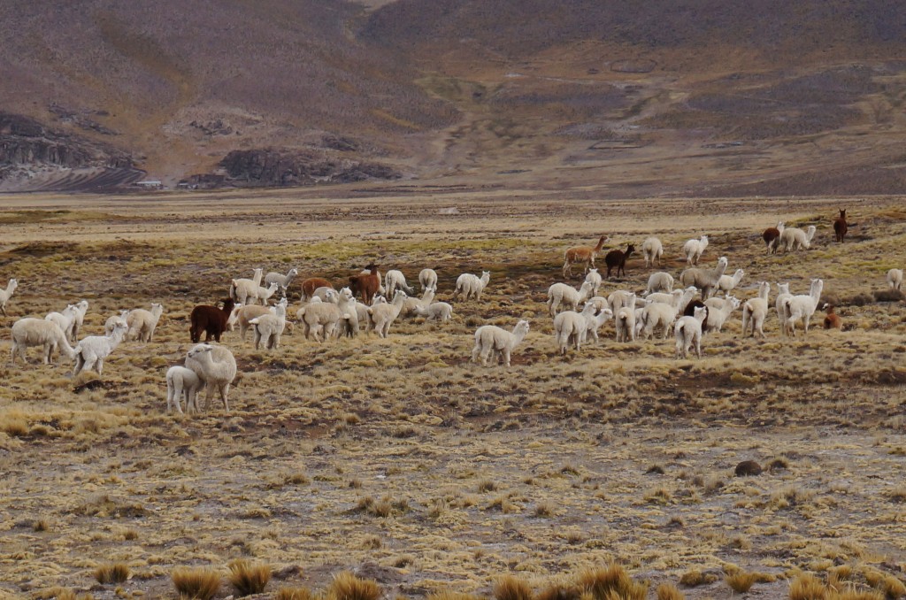  Aguadas Blancas