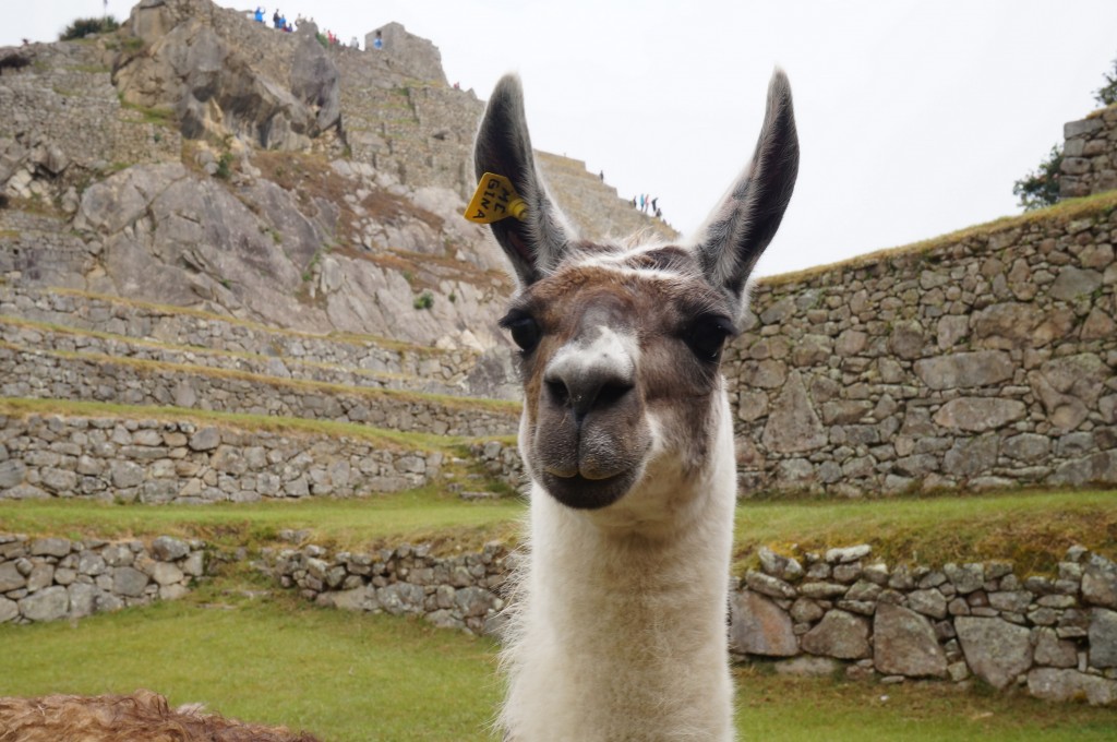 Machu Picchu