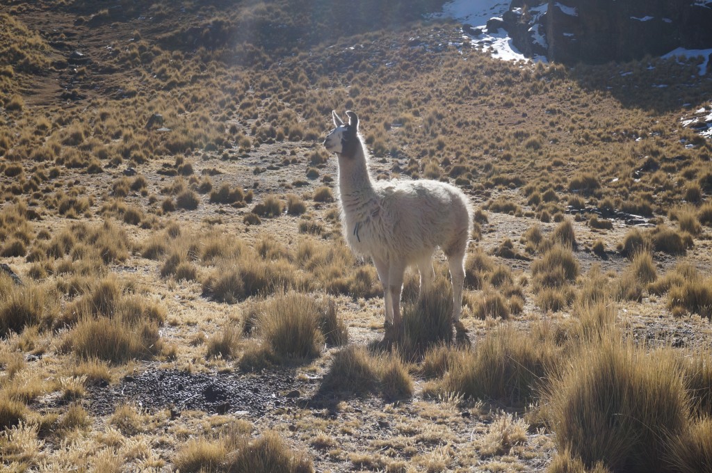 lama