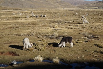 Circuit perou bolivie