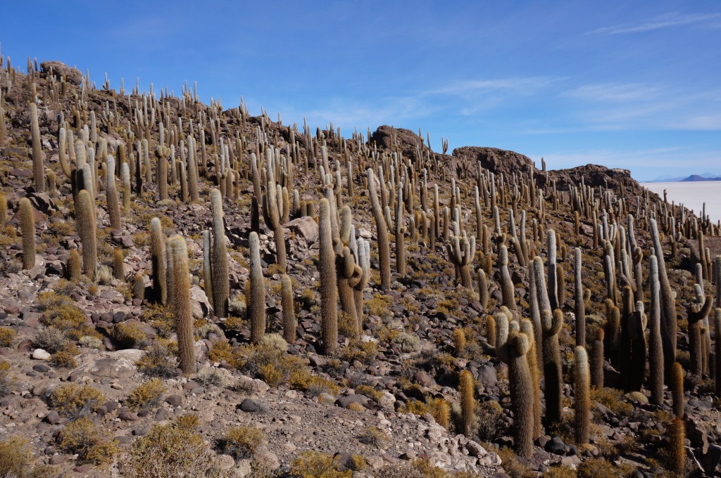 Désert de sel - Isla Inca Huasi