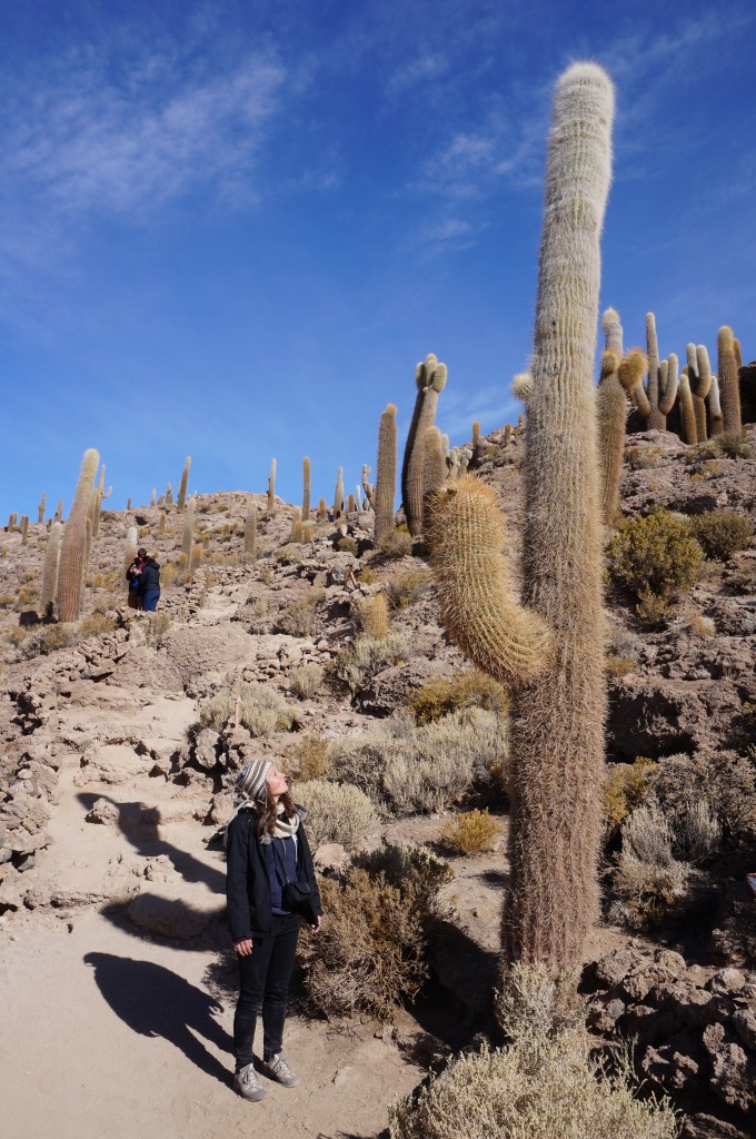 Cactus - Isla Inca Huasi