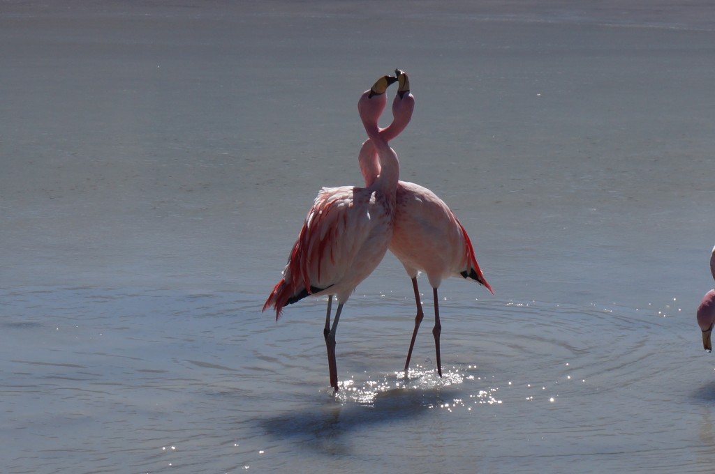 Flamand rose dans la lagune sud lipez