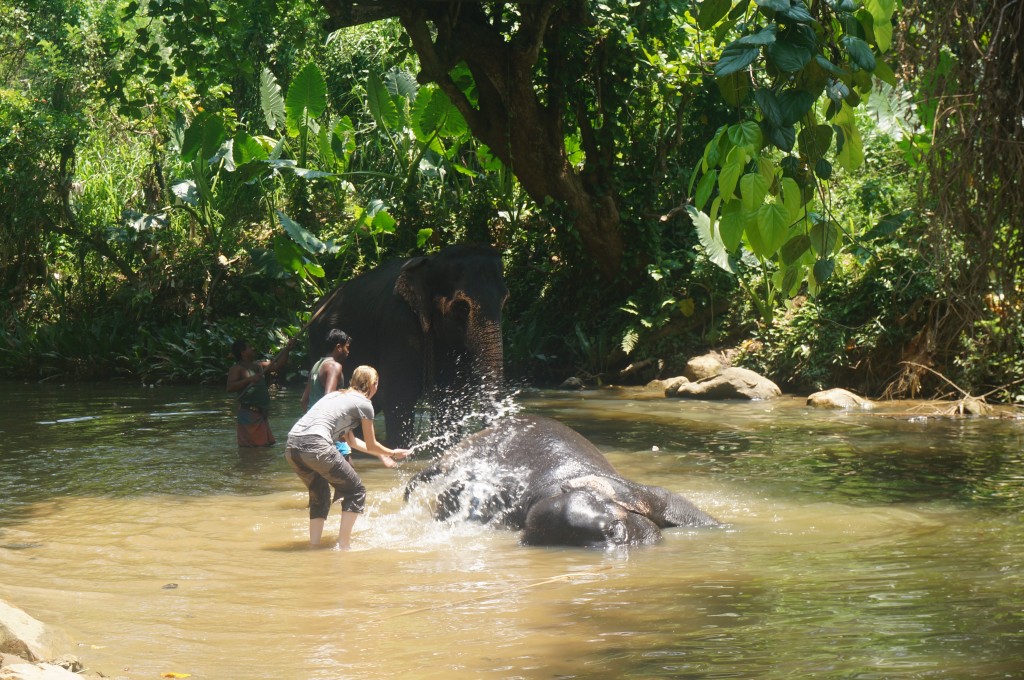 Baignade des éléphants