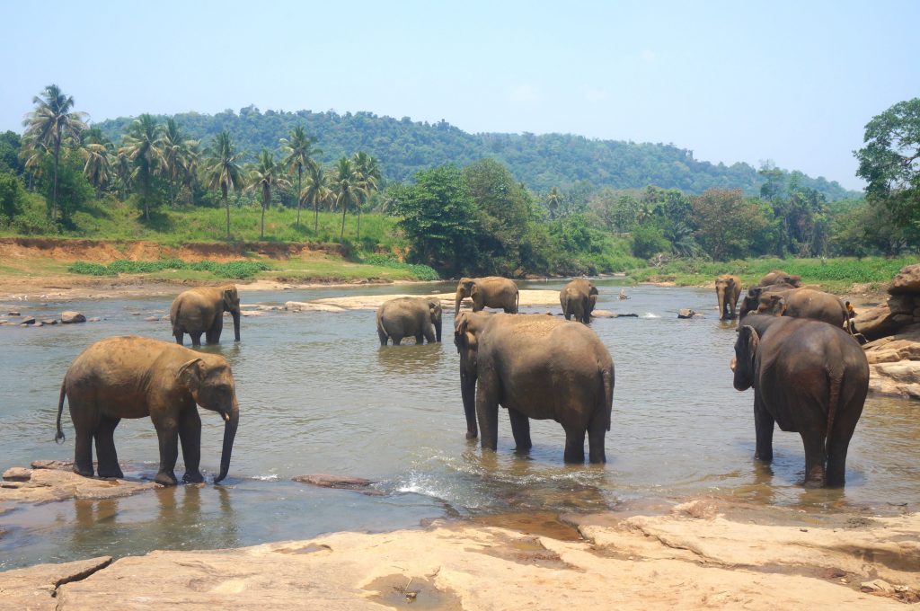 pinnawala orphelinat éléphants sri lanka