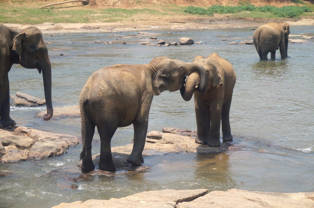 pinnawala orphelinat éléphants sri lanka