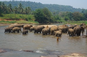 Orphelinat des éléphants