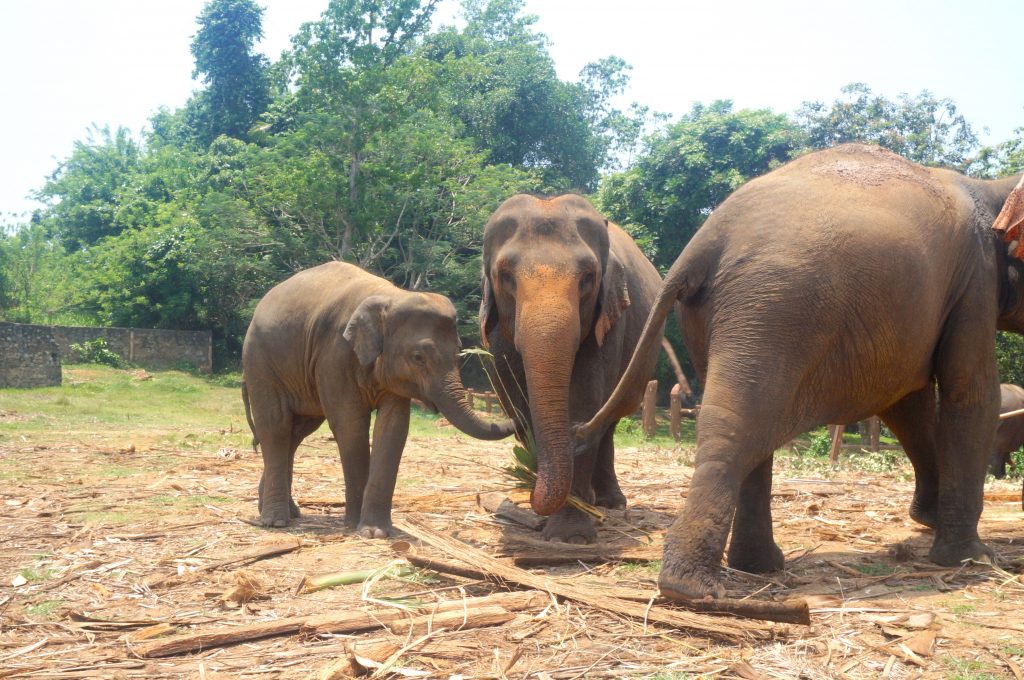 pinnawala orphelinat éléphants sri lanka