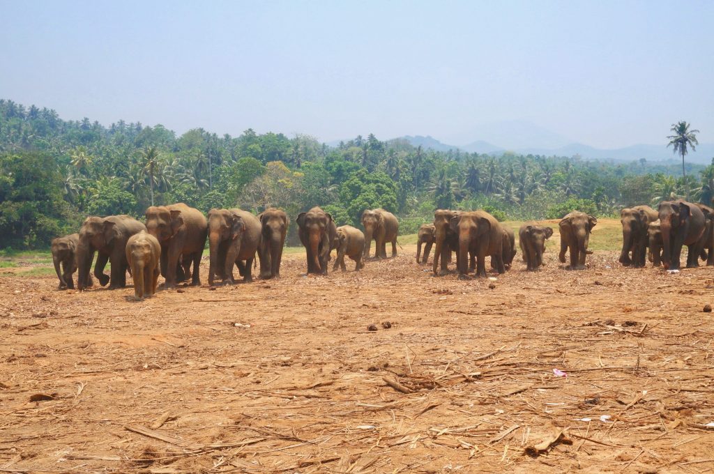 pinnawala orphelinat éléphants sri lanka