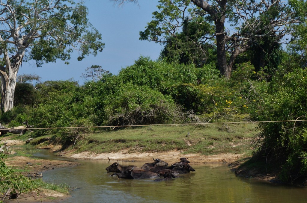 safari sri lanka