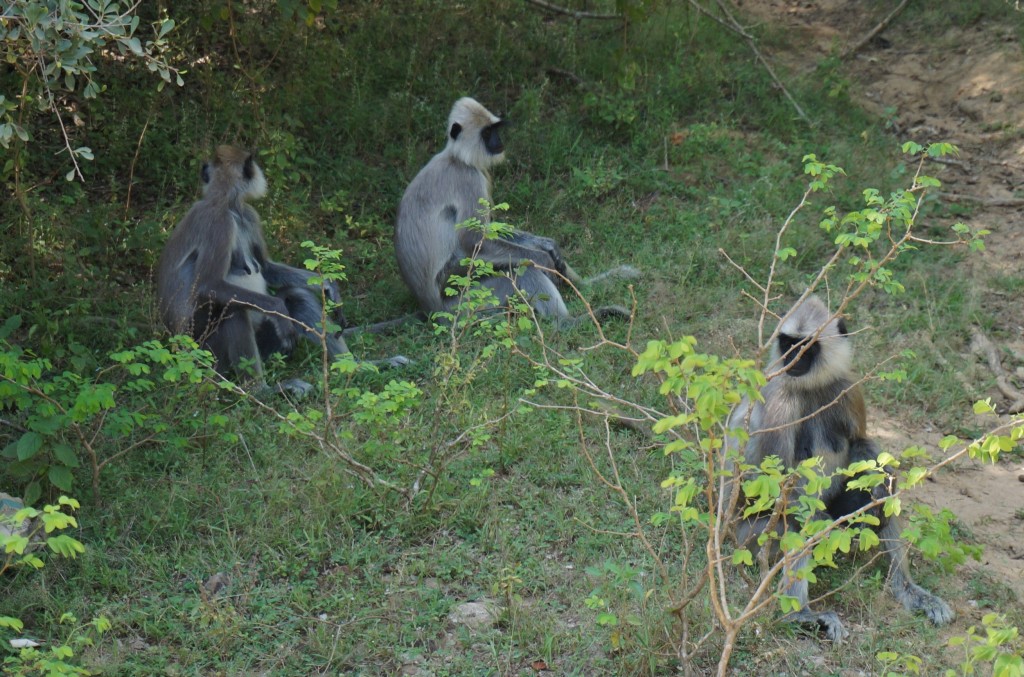 Safari sri lanka singes