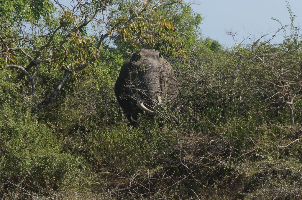 Safari sri lanka