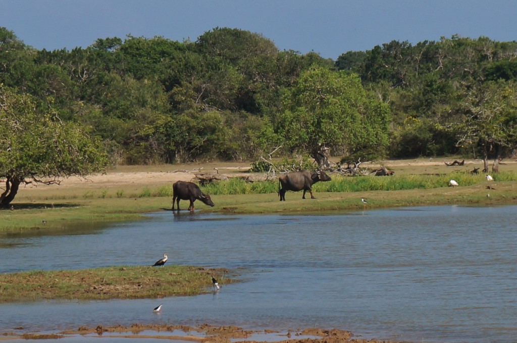 Safari sri lanka 