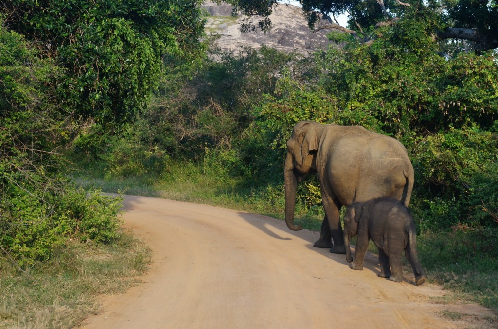 Safari sri lanka