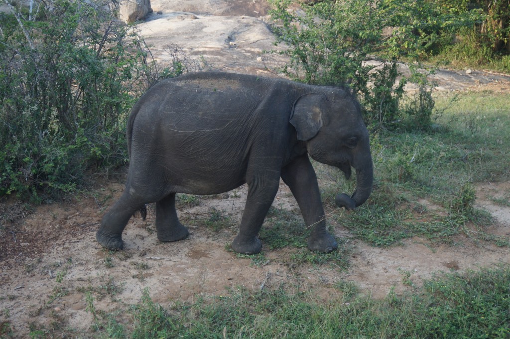 Safari sri lanka