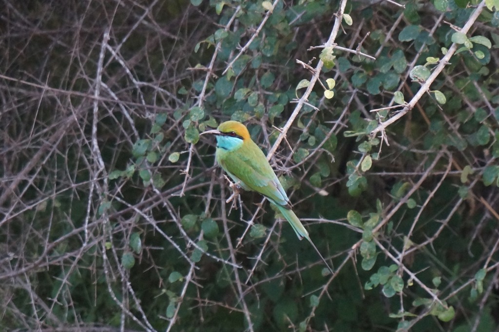 Safari sri lanka oiseau