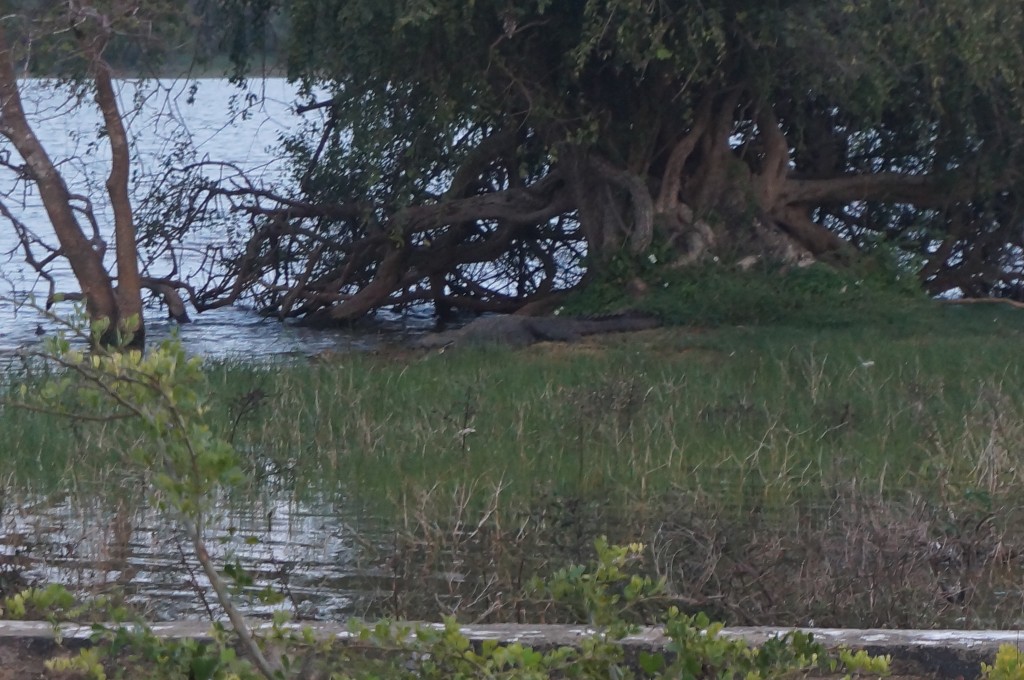 Safari sri lanka Crocodile