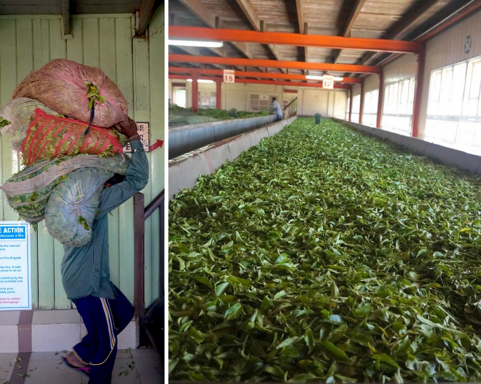 plantation de thé sri lanka