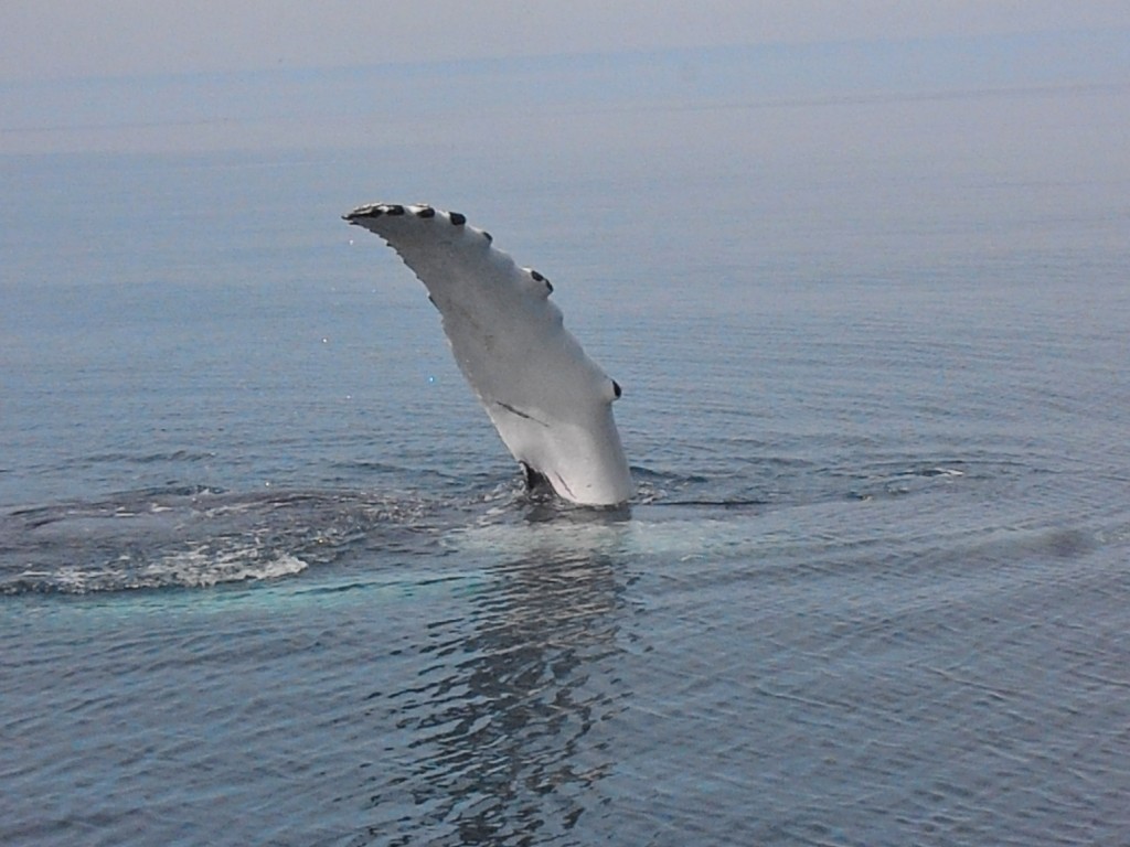 Husavik baleines