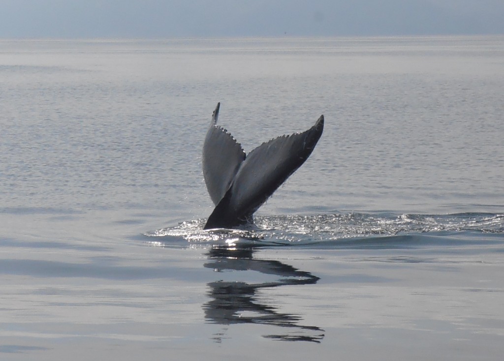 Husavik baleines