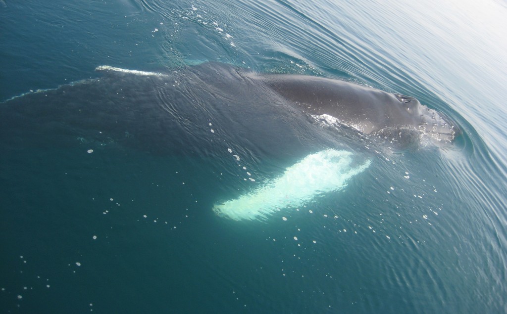 Husavik baleines