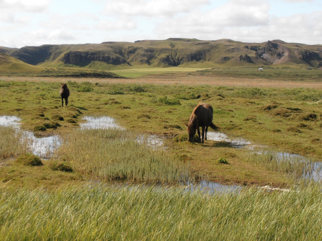 islande chevaux