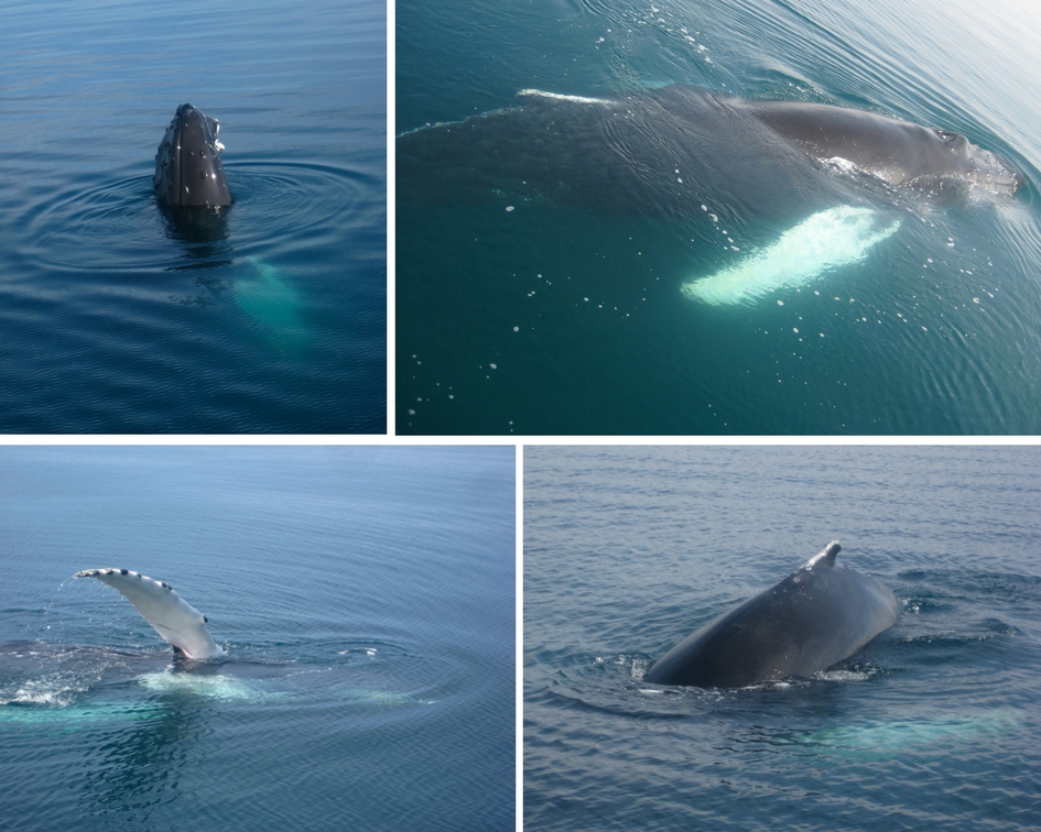 baleines islande Husavik
