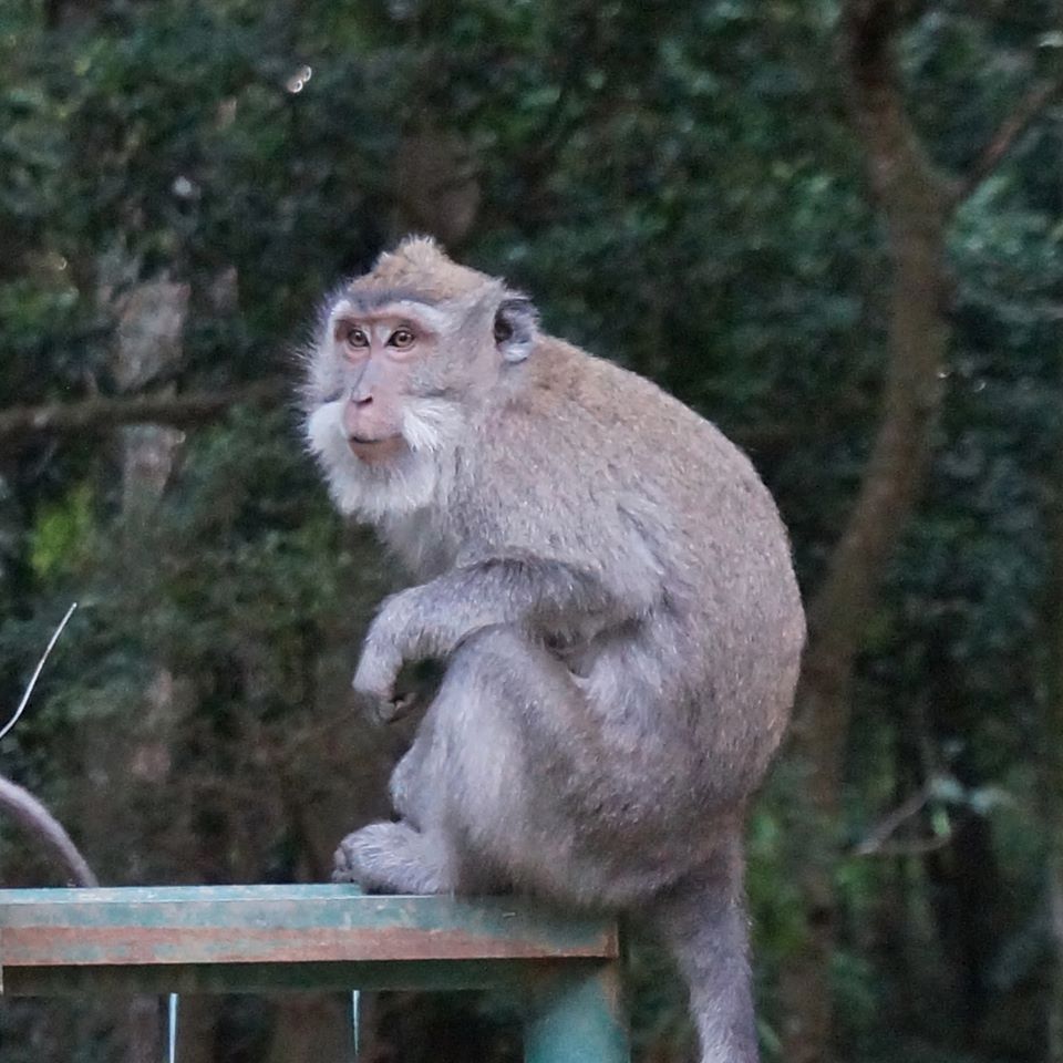 foret sacrée des singes bali ubud